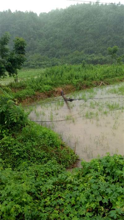 風雨中的守護：安徽長線建設集團公司抗洪救災(圖2)